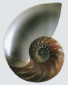 nautilus.png (177039 bytes)