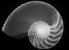 shell.jpg (75352 bytes)